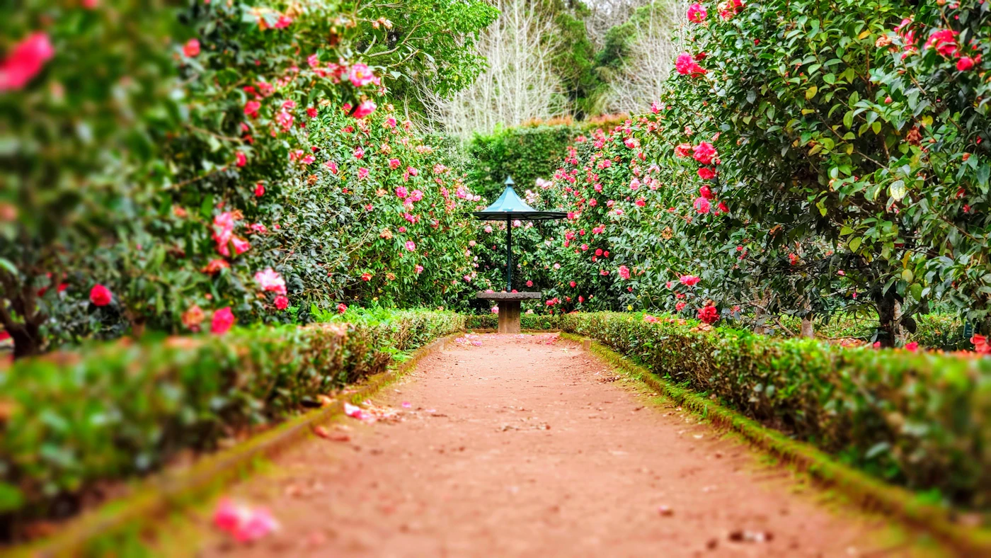 Allée de jardin bordée de massifs (photo d'illustration)